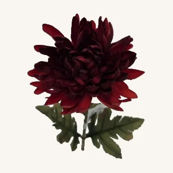 County Fair Chrysanthemum — Red Pepper. A full, deep red bloom brings a rich accent to a vase or mixed floral arrangement.