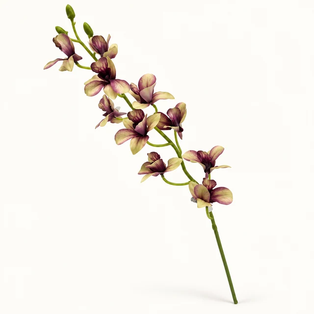 Dendrobium Orchid — Green-Purple