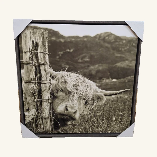 Peekaboo. A shaggy Highland cow peeks around a fence post in this playful black-and-white country portrait.