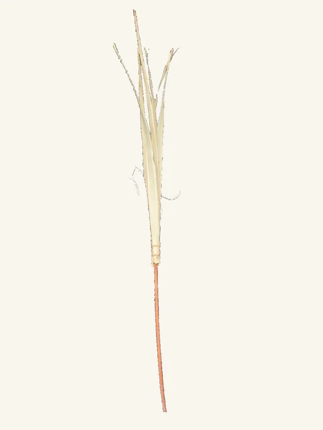 Photographed pale sun palm leaf bundle with long brown stem, pointed tips and original twine bindings